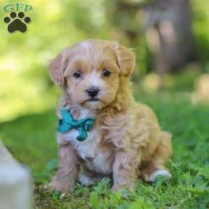 Norris, Maltipoo Puppy